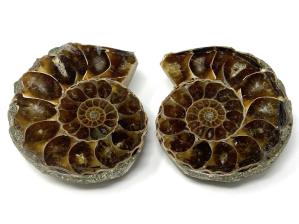 Ammonite Pair 4.5cm | Image 2