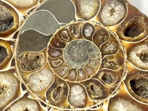Ammonite Pair 10.5cm | Image 3