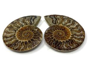 Ammonite Pair 8.2cm | Image 2