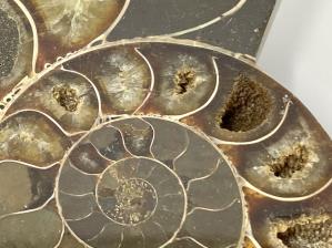 Ammonite Pair 9.6cm | Image 3
