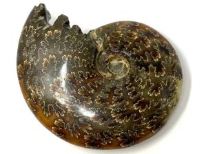 Ammonite Cleoniceras 9.4cm | Image 4
