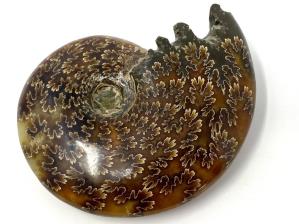 Ammonite Cleoniceras 9.4cm | Image 2