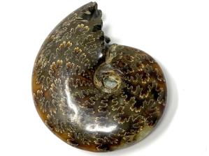 Ammonite Cleoniceras 9.4cm | Image 3