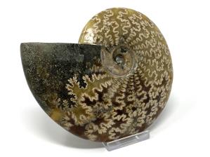 Ammonite Cleoniceras Large 14cm | Image 2