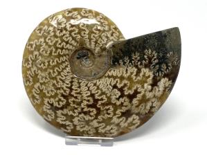 Ammonite Cleoniceras Large 14cm | Image 3