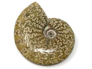 Ammonite Cleoniceras 10.5cm | Image 4