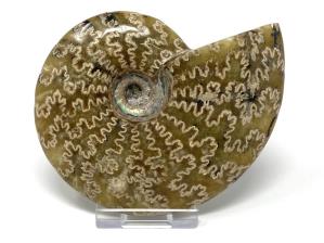 Ammonite Cleoniceras 10.5cm | Image 2