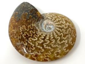 Ammonite Cleoniceras 7.7cm | Image 2