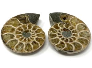 Ammonite Pair 5.1cm | Image 2