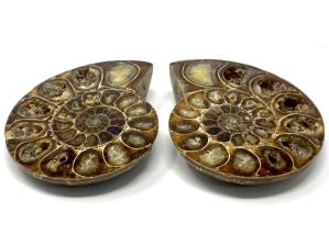 Ammonite Pair 8.8cm | Image 2