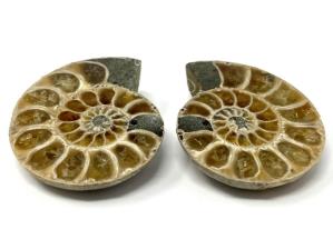 Ammonite Pair 3.5cm | Image 2