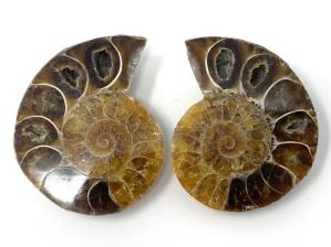 Ammonite Pair 4.7cm | Image 2