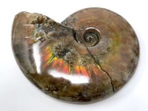 Ammonite Red Iridescent 6.7cm  | Image 2