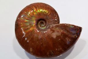 Ammonite Iridescent 7.65cm | Image 2
