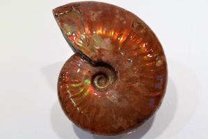 Ammonite Iridescent 7.65cm | Image 3