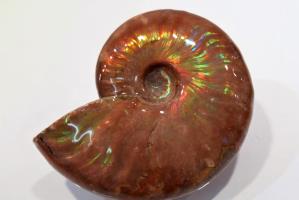 Ammonite Iridescent 7.65cm | Image 5