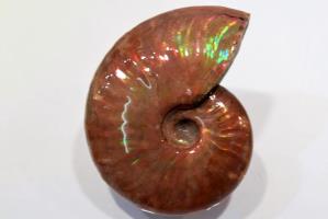 Ammonite Iridescent 7.65cm | Image 6