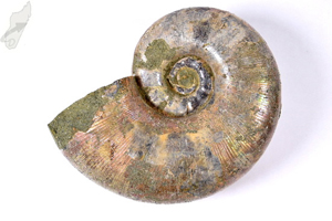 Ammonite Lytoceras 11cm | Image 2