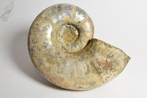 Ammonite Lytoceras 9.6cm | Image 2
