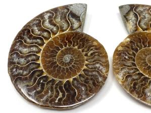 Ammonite Pair 9.3cm | Image 3