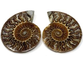 Ammonite Pair 9.3cm | Image 2