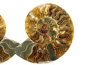 Ammonite Pair 16.8cm | Image 4