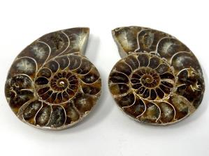 Ammonite Pair 4.7cm | Image 2
