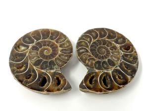Ammonite Pair 5.6cm | Image 2