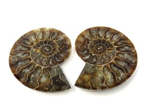 Ammonite Pair 9.7cm | Image 2
