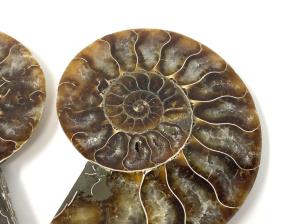 Ammonite Pair 9.7cm | Image 3
