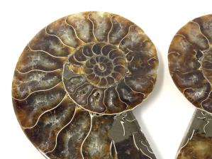 Ammonite Pair 9.7cm | Image 4