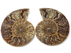 Ammonite Pair 10.2cm | Image 2