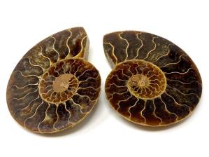 Ammonite Pair 6.4cm | Image 2