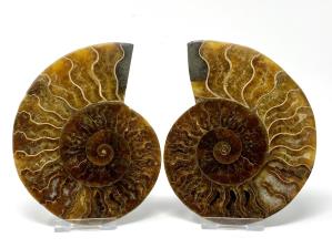Ammonite Pair 13.3cm | Image 3
