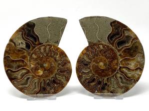 Ammonite Pair 12.2cm | Image 2