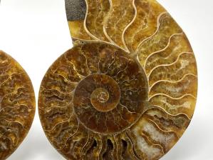 Ammonite Pair 13.3cm | Image 4