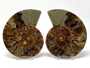 Ammonite Pair 12.2cm | Image 3