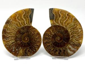 Ammonite Pair 13.3cm | Image 2