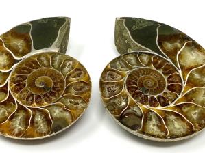 Ammonite Pair 9.2cm | Image 2