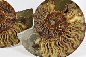 Ammonite Pair 19.5cm | Image 2