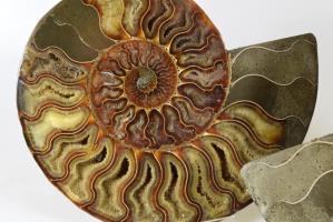 Ammonite Pair 19.5cm | Image 3