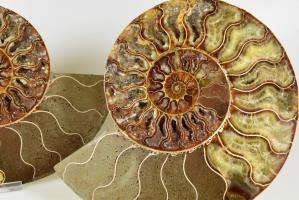 Ammonite Pair 18.7cm | Image 2