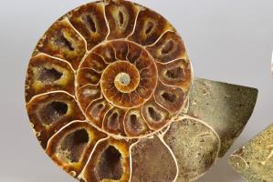 Ammonite Pair 10.7cm | Image 3