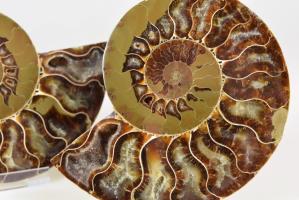 Ammonite Pair 10.5cm | Image 2
