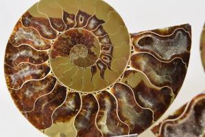 Ammonite Pair 10.5cm | Image 3