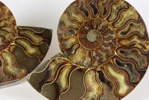 Ammonite Pair 17.4cm | Image 2