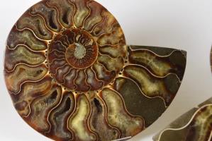 Ammonite Pair 17.4cm | Image 3
