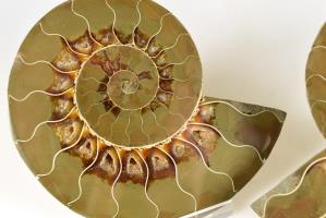 Ammonite Pair 12.5cm | Image 3