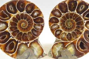 Ammonite Pair 5.8cm | Image 2