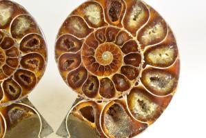 Ammonite Pair 9.1cm | Image 2